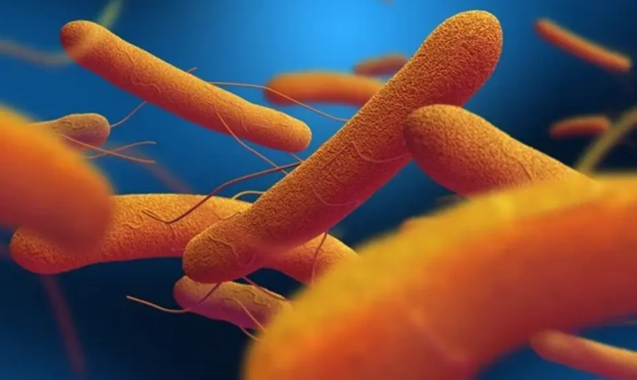 Common Triggers of Typhoid